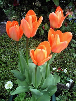 Tulips in our garden20130420.jpg